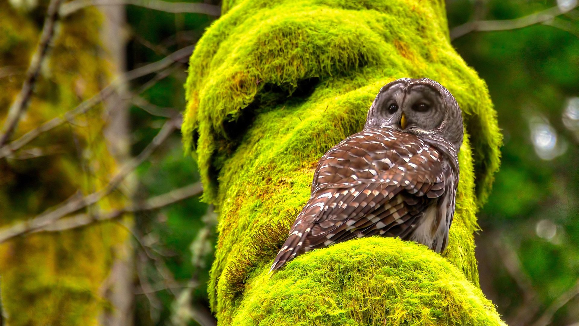 篮球世界没有偶然的奇迹，当武切维奇接管欧冠，审视辽宁队奇才制霸的深层逻辑