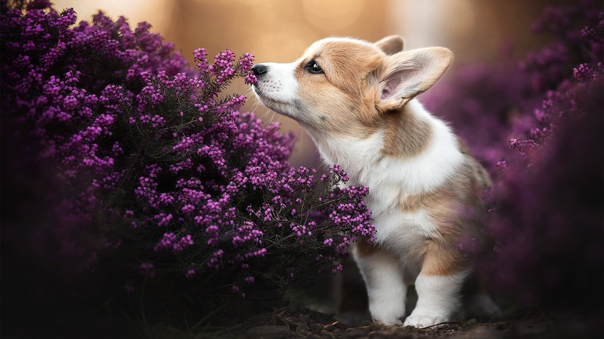 九游娱乐入口-欧冠决赛启示录，魔术轻取背后，现代竞技的冰山法则