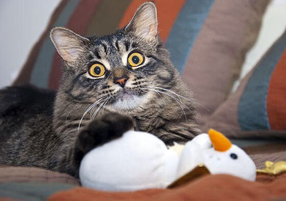 切特一战封神！浙江队力克深圳强势晋级，关键先生诞生