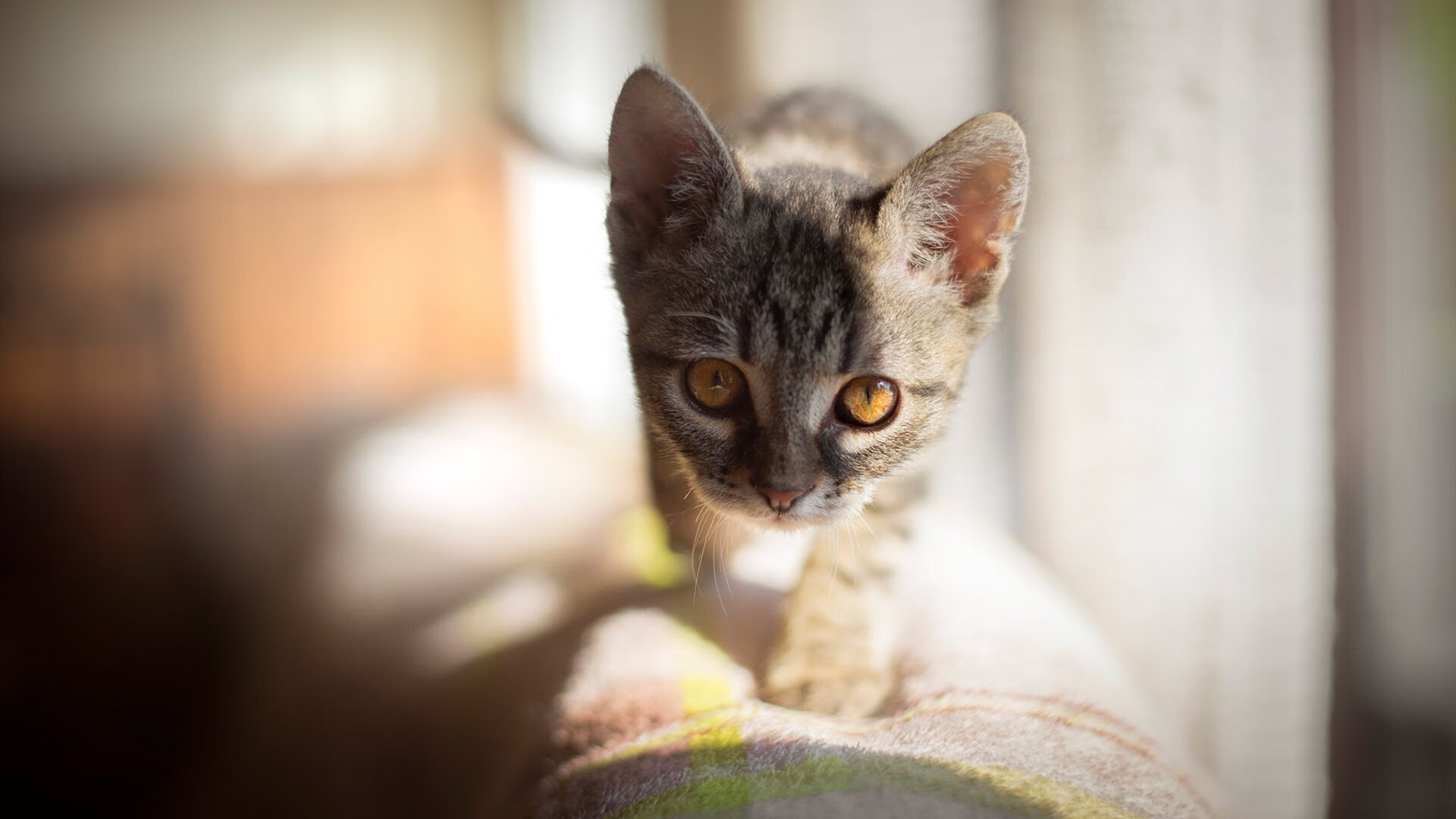 当吉林铁骑踏碎盐湖城，锡安奥运前夜的血性宣言