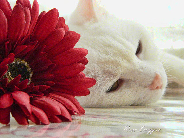 欧洲足坛双重震撼，土耳其黑马淘汰阿森纳，孙兴慜无解表现征服赛场