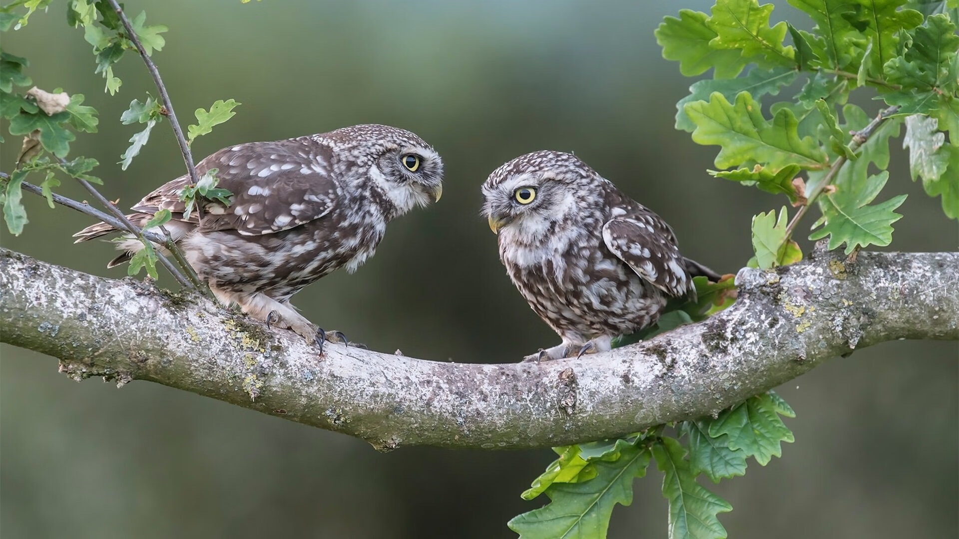克莱·汤普森森林狼首秀狂飙10记三分！森林狼主场力克步行者