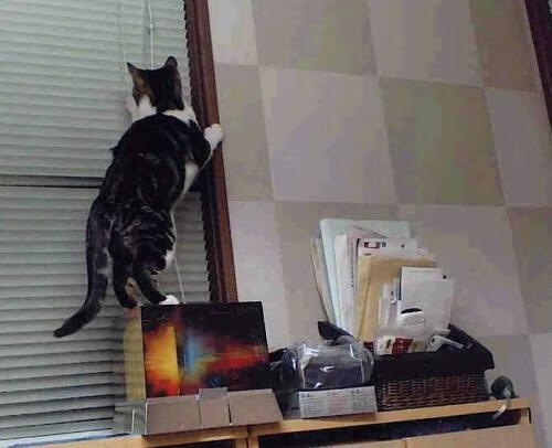 东契奇撕碎质疑时，我们才读懂CBA季后赛里那声公牛的叹息