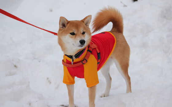 九游娱乐入口-星火燎原之夜，当福克斯在焦点战中撕碎质疑