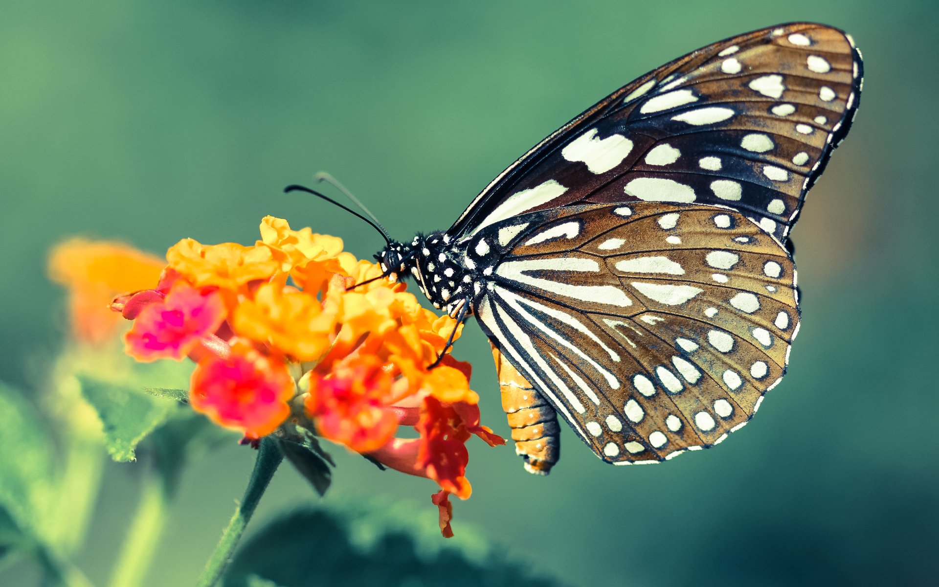 九游娱乐-伊朗对阵多特蒙德，阿劳霍用实力铸就传奇