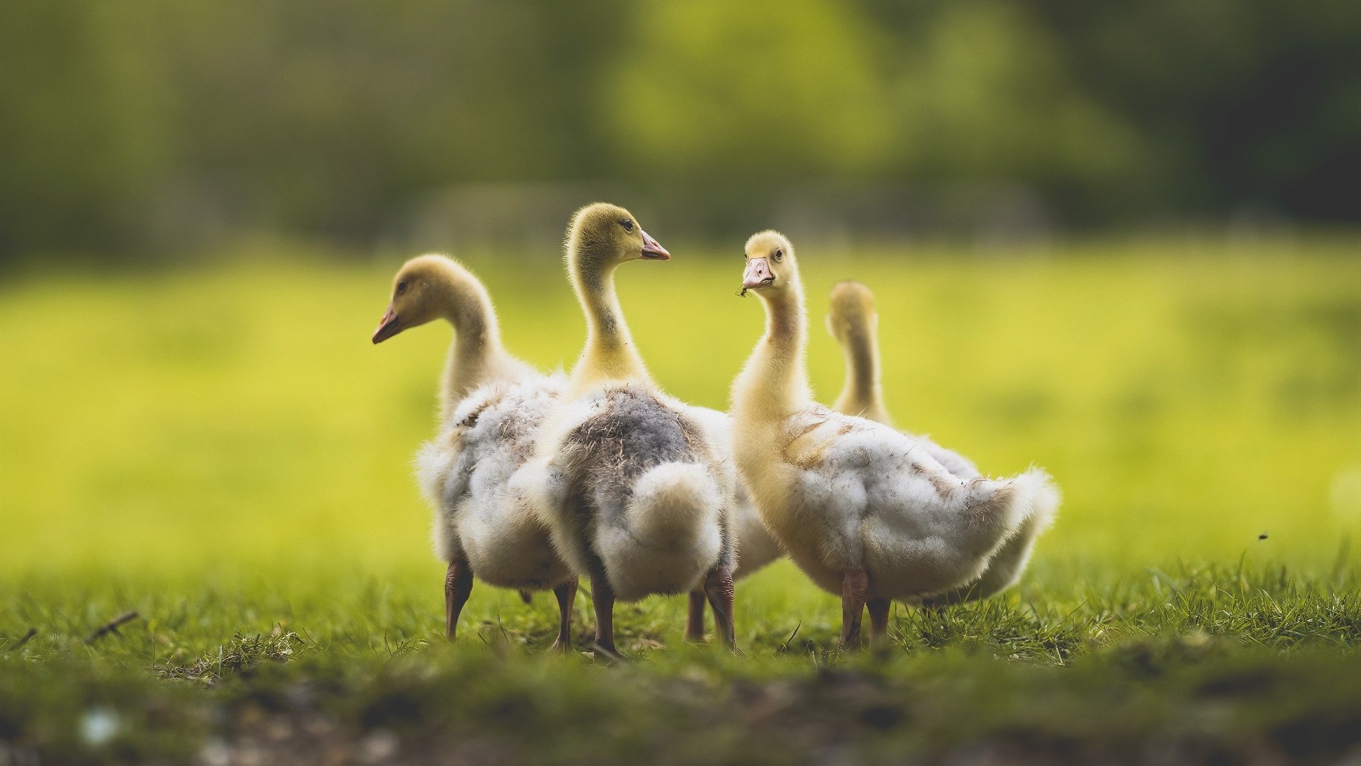 欧冠淘汰赛焦点战与快船横扫新疆队，体育盛宴的双重奏