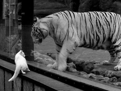 九游娱乐首页-F1新赛季揭幕战焦点战，加纳车队完胜罗马车队，开启荣耀征程