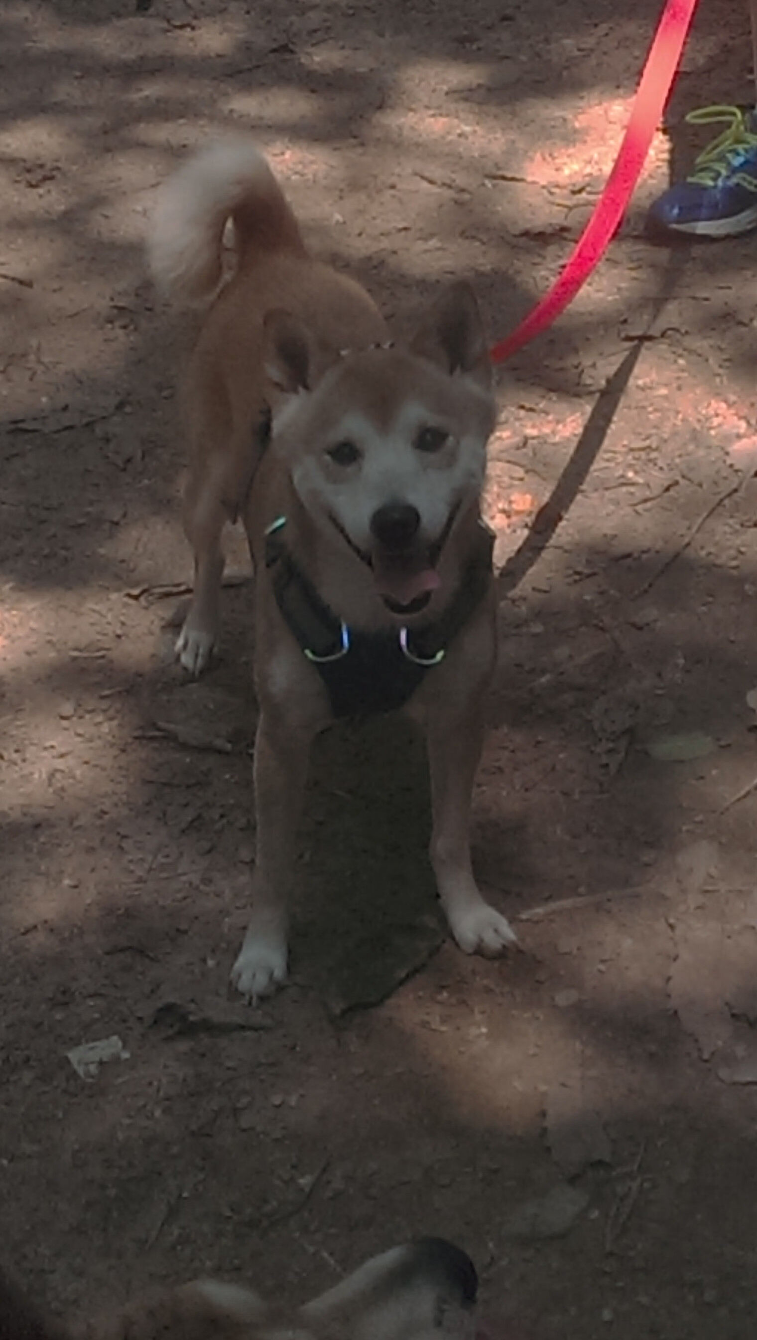 欧陆天才切特德甲加冕 东方赛场篮网扬威中国赛