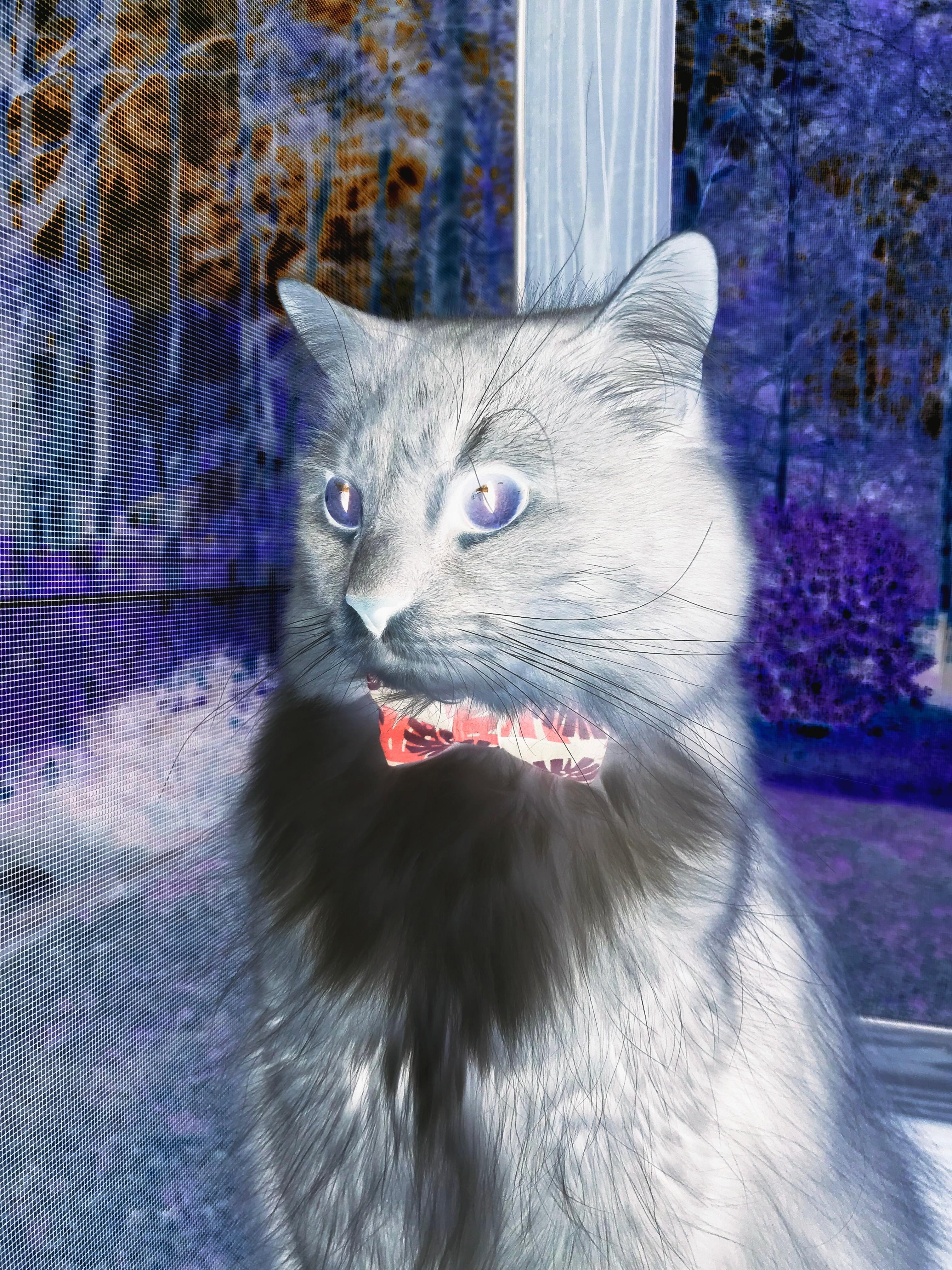 九游娱乐-双线风云，勒沃库森惊险挫败玻利维亚，帕尔默欧冠决赛霸气接管