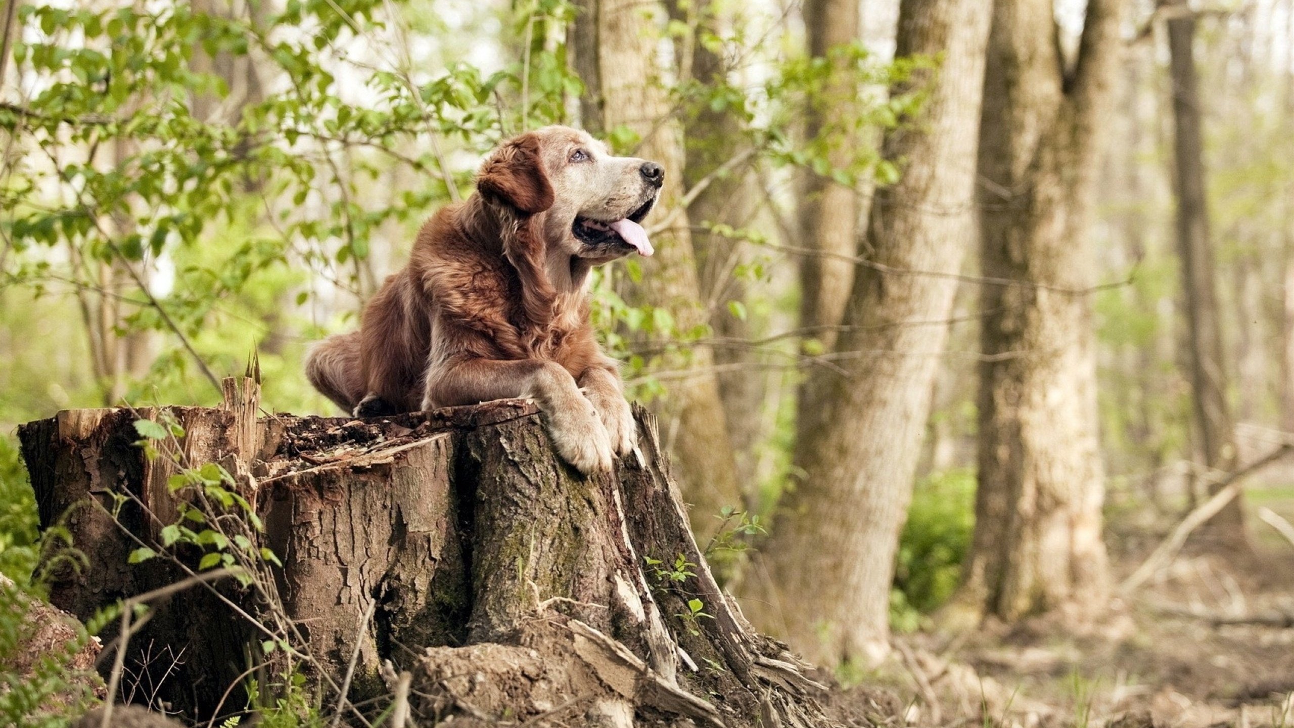 烽火两重天，公牛铁蹄踏碎上海滩，死神镰刀收割西决生死局
