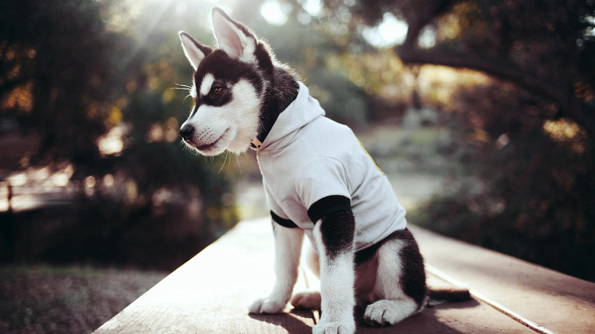 狂胜！非洲新王炸穿波斯铁骑，美加墨世界杯焦点战，马里足球的革命宣言