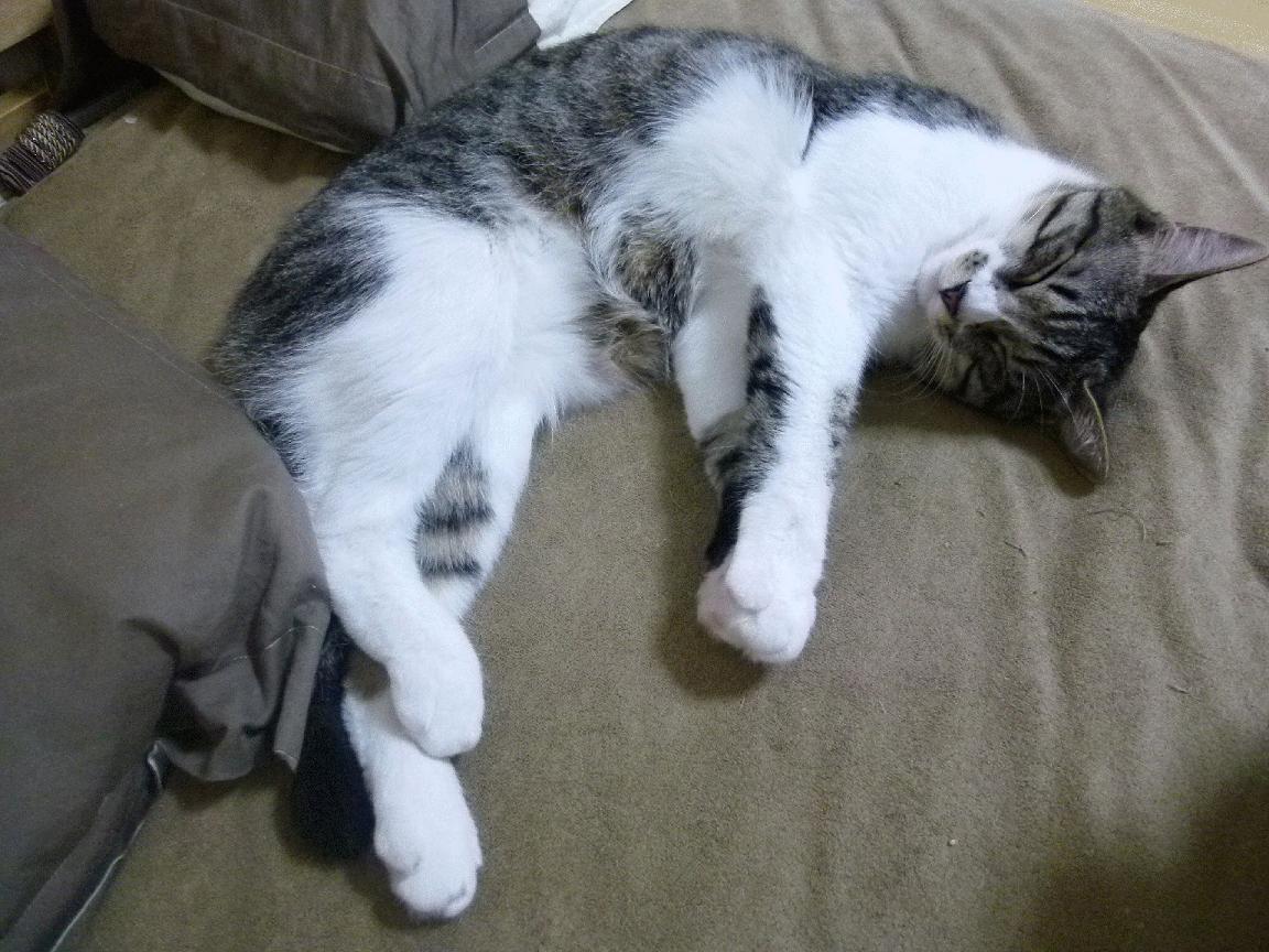 九游体育-字母哥，大场面先生！湖人表演赛碾压北京队背后的篮球鸿沟