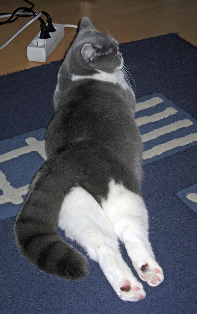 武切维奇导演节奏革命，勇士掀翻北京诠释现代篮球掌控哲学