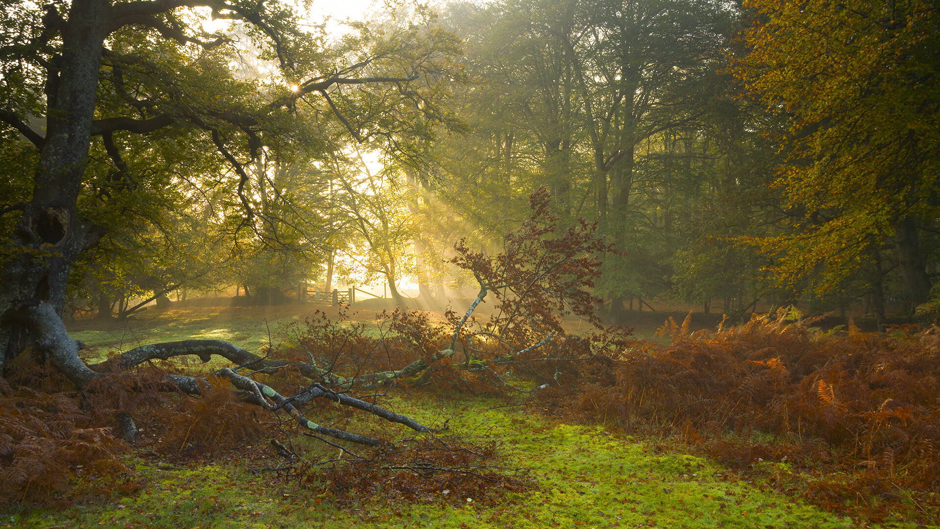 NBA总决赛级绞杀!新西兰爆冷背后,是一部弱者的狂飙逆转史